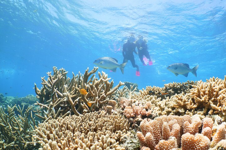 Quicksilver Outer Great Barrier Reef Snorkel Cruise from Palm Cove