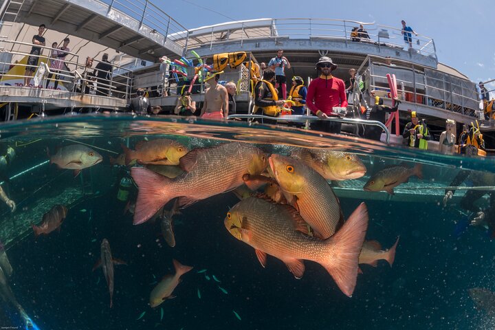 Quicksilver Great Barrier Reef Snorkel Cruise from Port Douglas