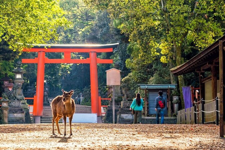 Private Customized 3 Full Days Tour Package: Discover Kyoto, Arashiyama and Nara
