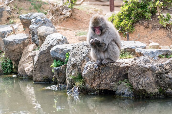 Arashiyama & Nara Highlights: One-Day Private Tour Adventure