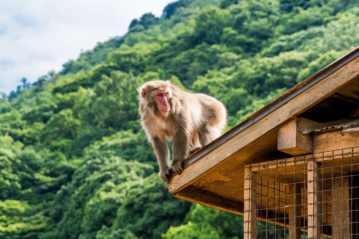 Arashiyama & Nara Highlights: One-Day Private Tour Adventure