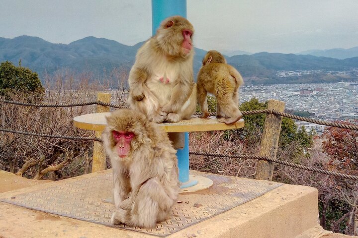 Arashiyama & Nara Highlights: One-Day Private Tour Adventure