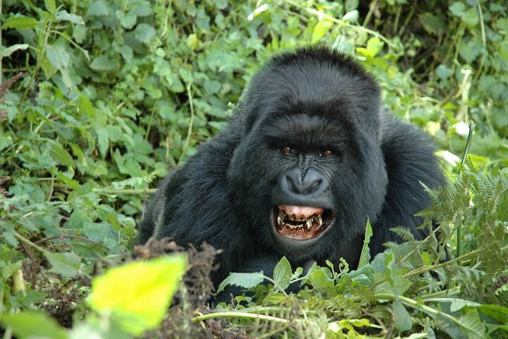 1 Day Rwanda Gorilla Trekking Tour In The Volcanoes National Park
