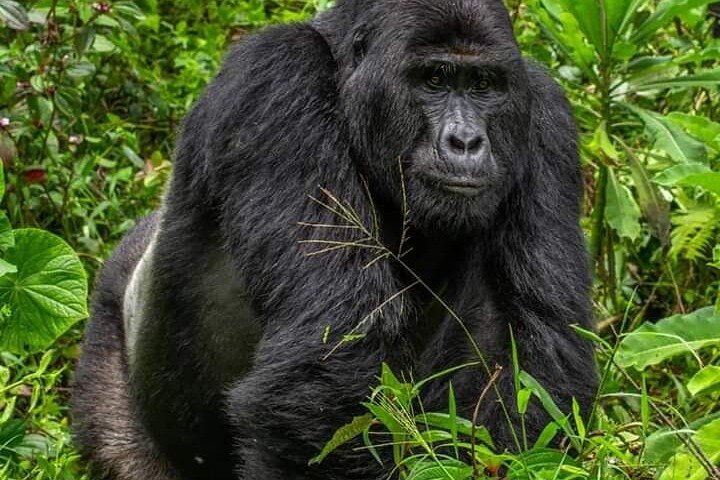 1 Day Rwanda Gorilla Trekking Tour In The Volcanoes National Park