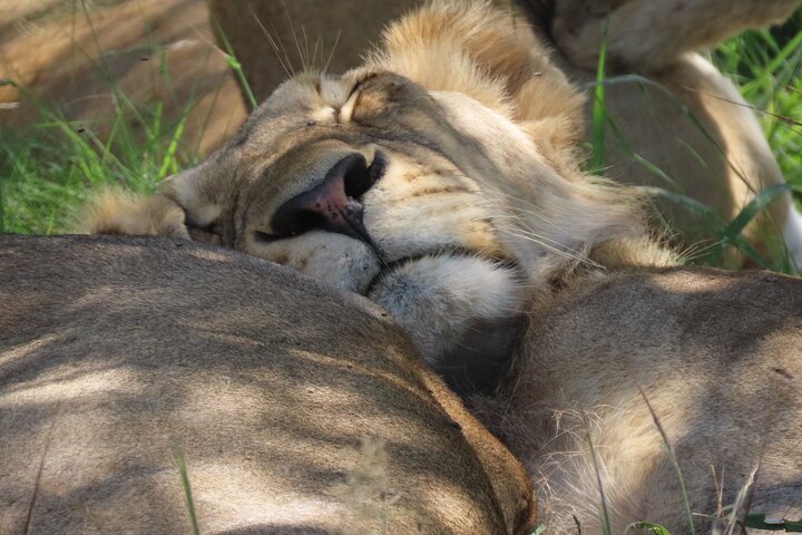 Kruger National Park - Private full day Safari trip.