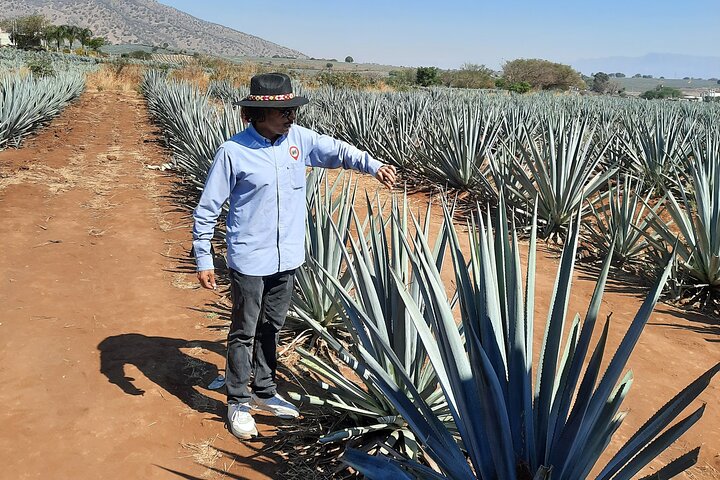 José Cuervo Tequila Tour & Agave Fields from Guadalajara