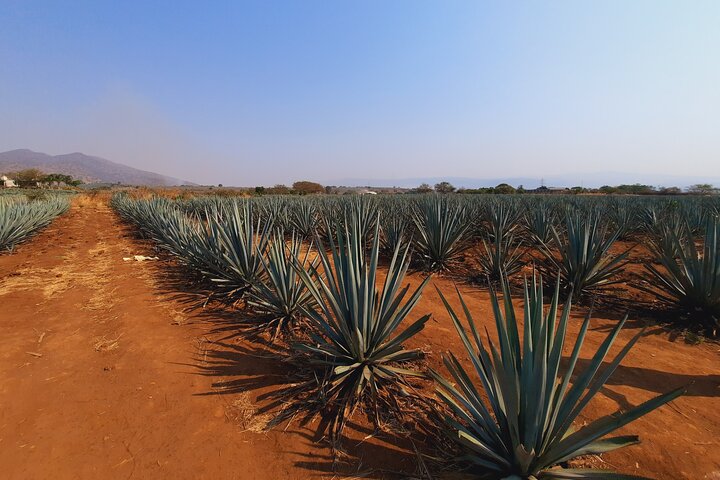 José Cuervo Tequila Tour & Agave Fields from Guadalajara