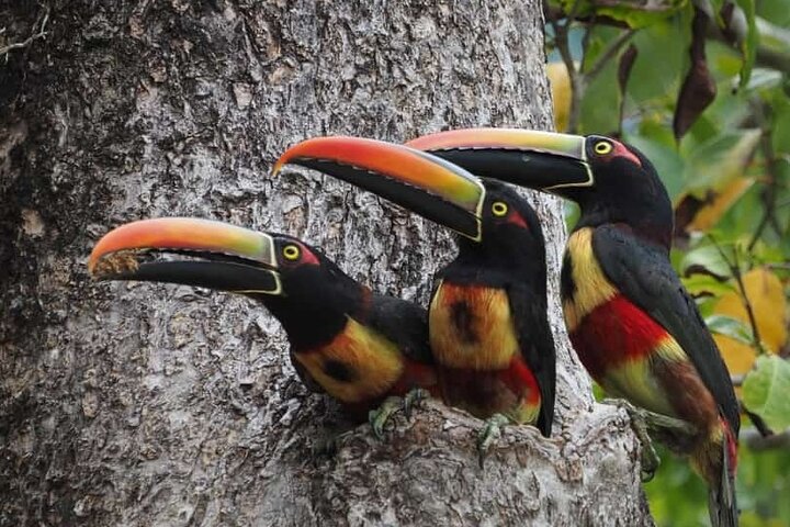 Manuel Antonio National Park Guided Tour – With Ticket Option
