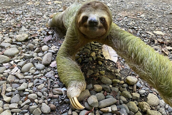 Manuel Antonio National Park Guided Tour – With Ticket Option