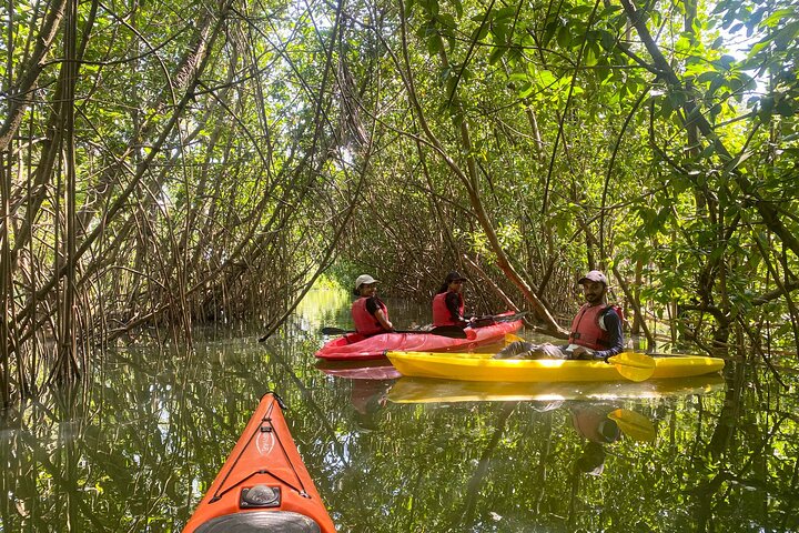 Kayaking in Mangrove Forest of Paravur Backwaters near Varkala and Kollam