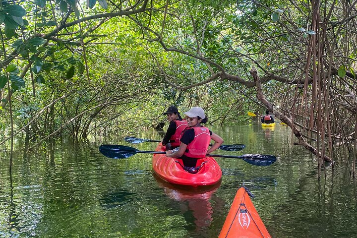 Kayaking in Mangrove Forest of Paravur Backwaters near Varkala and Kollam