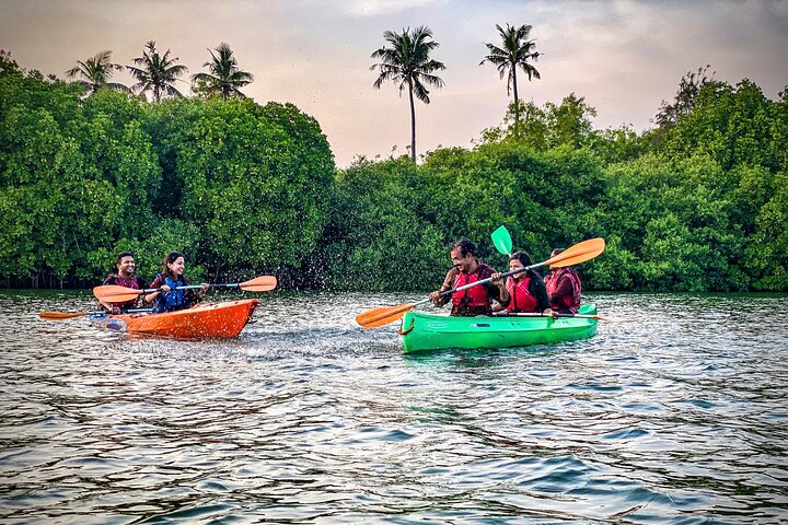 Kayaking in Mangrove Forest of Paravur Backwaters near Varkala and Kollam