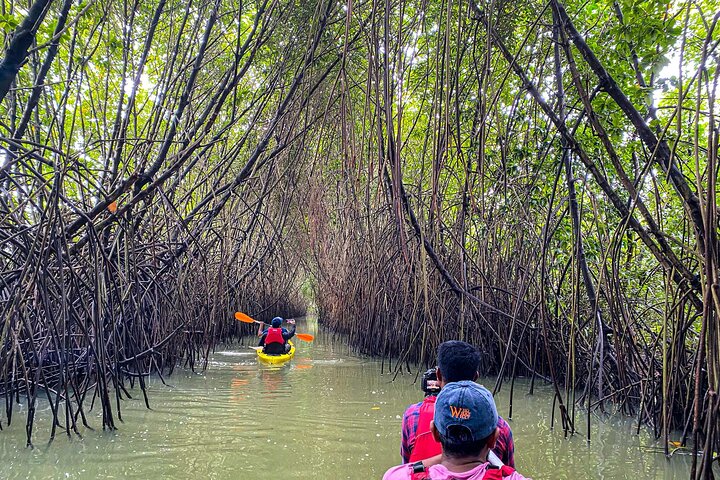 Kayaking in Mangrove Forest of Paravur Backwaters near Varkala and Kollam
