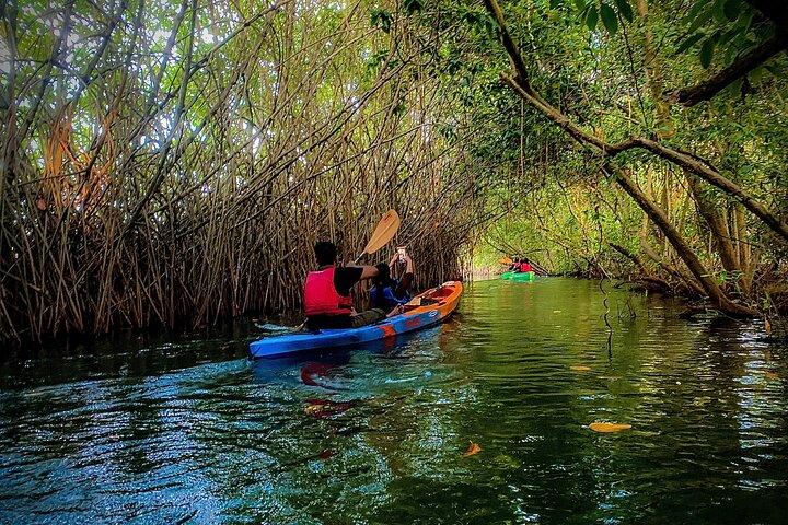 Kayaking in Mangrove Forest of Paravur Backwaters near Varkala and Kollam