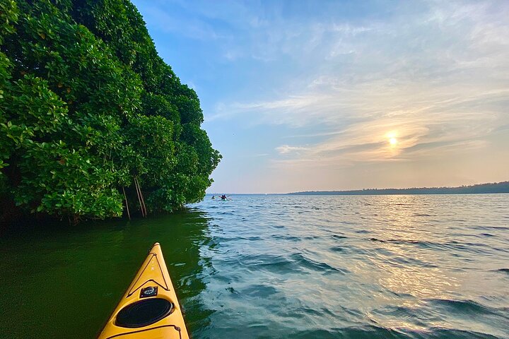 Kayaking in Mangrove Forest of Paravur Backwaters near Varkala and Kollam