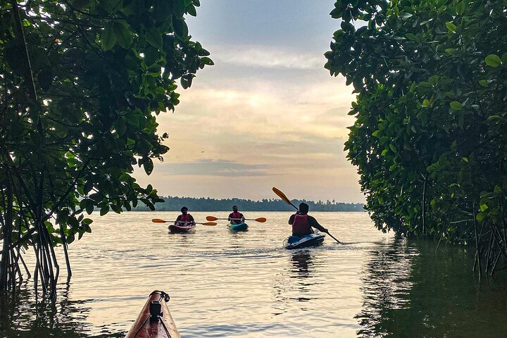 Kayaking in Mangrove Forest of Paravur Backwaters near Varkala and Kollam