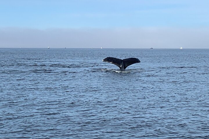 Wildlife Viewing, Sightseeing and Whale Watching Quest