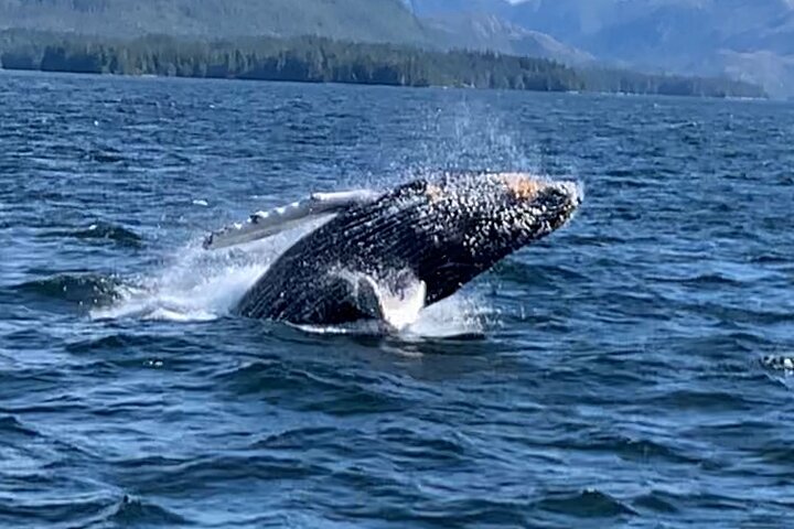 Wildlife Viewing, Sightseeing and Whale Watching Quest