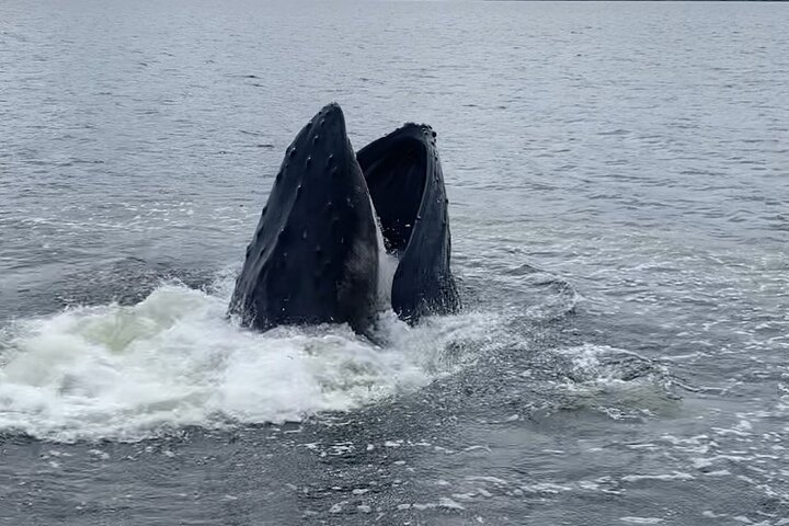 Wildlife Viewing, Sightseeing and Whale Watching Quest