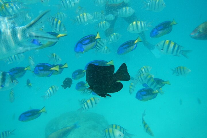 Mnemba Island snorkeling and Swimming with Dolphin