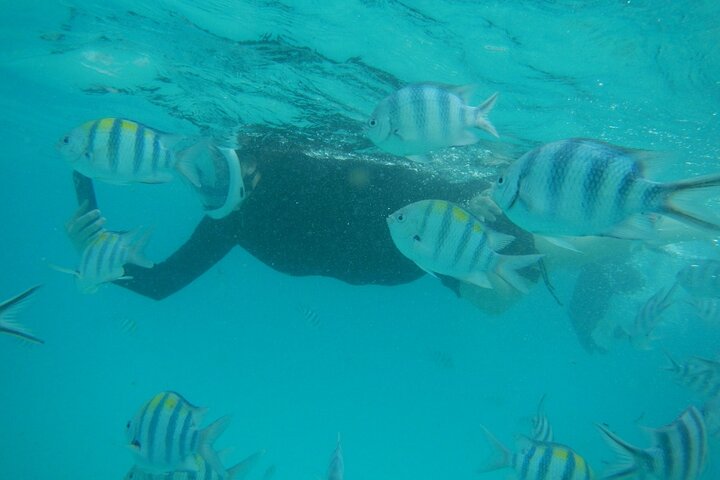 Mnemba Island snorkeling and Swimming with Dolphin