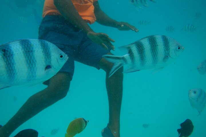 Mnemba Island snorkeling and Swimming with Dolphin