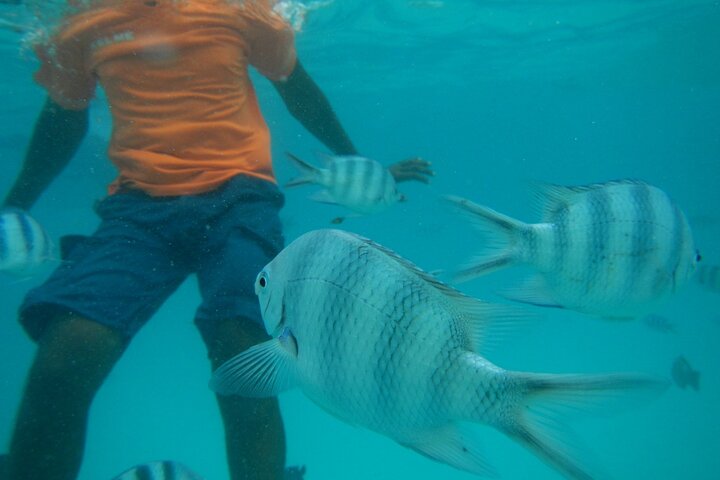 Mnemba Island snorkeling and Swimming with Dolphin