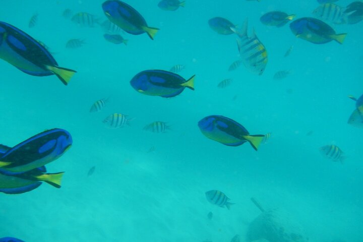 Mnemba Island snorkeling and Swimming with Dolphin