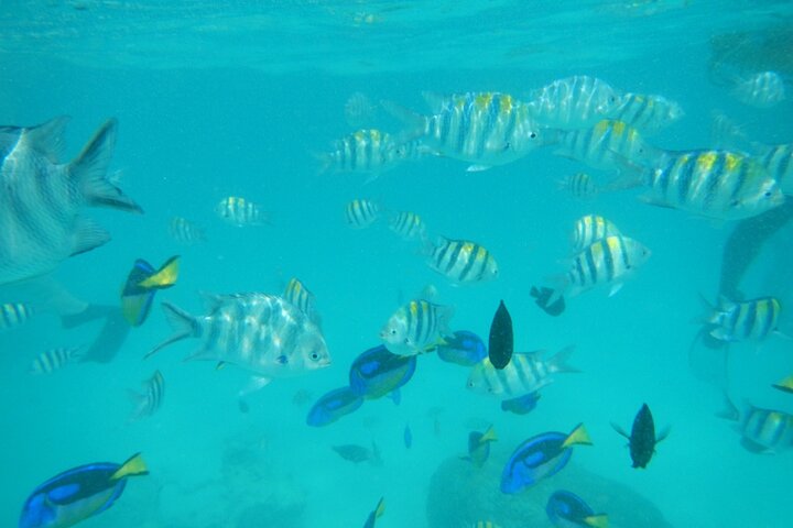 Mnemba Island snorkeling and Swimming with Dolphin