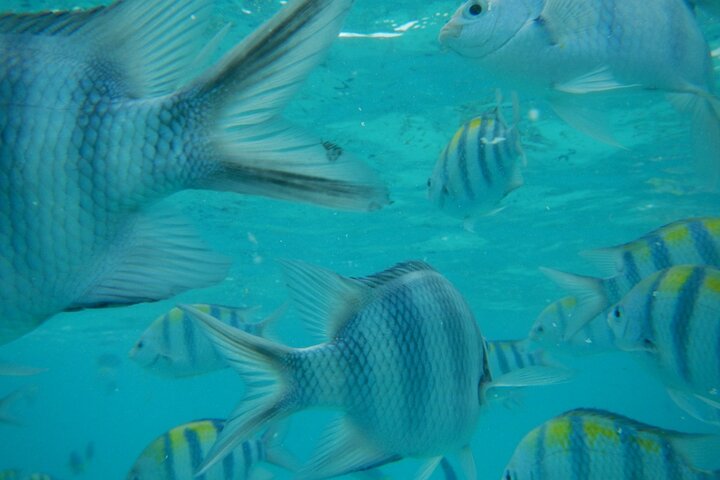 Mnemba Island snorkeling and Swimming with Dolphin
