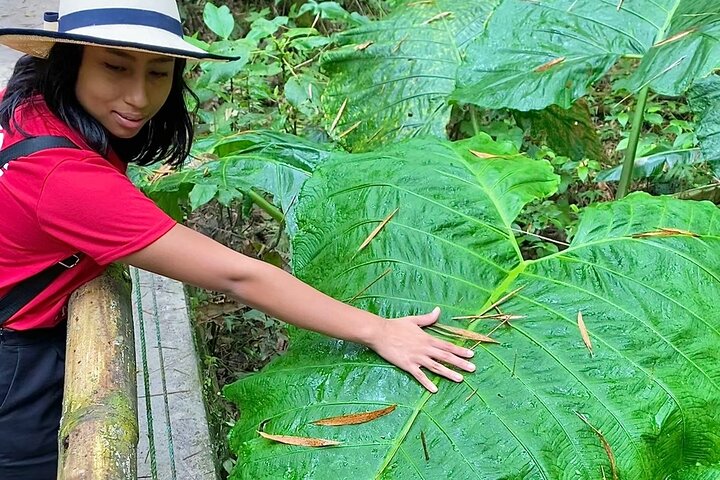 Rainforest Wildlife, Panama Hat makers, Traditional Cuisine. SHORE TOUR
