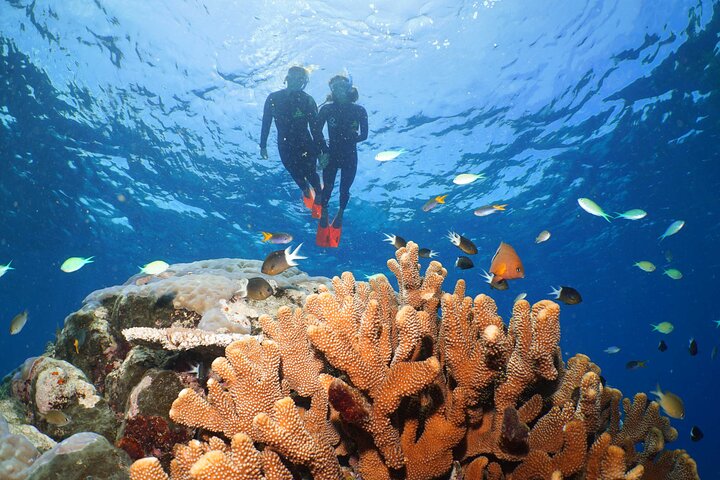 Silversonic Outer Great Barrier Reef Cruise from Port Douglas