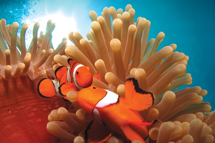 Quicksilver Outer Great Barrier Reef Snorkel Cruise from Palm Cove