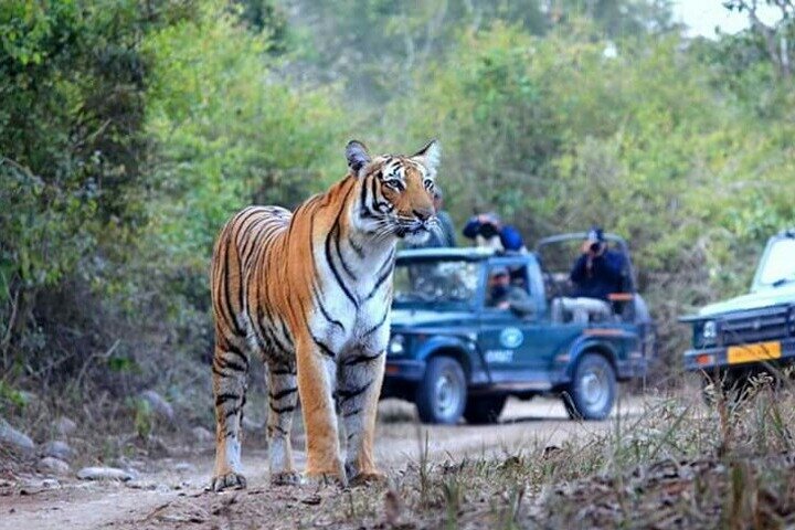 Jim Corbett Jeep Safari - Wildlife Adventure in National Park