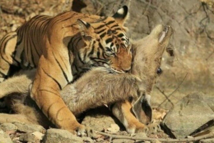Jim Corbett Jeep Safari - Wildlife Adventure in National Park