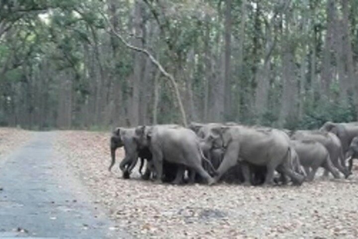 Jim Corbett Jeep Safari - Wildlife Adventure in National Park