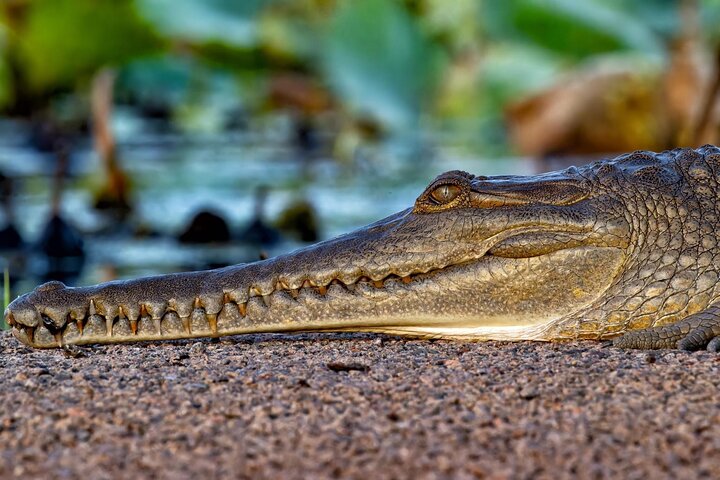The Croc Bus to the Famous Jumping Crocodile Cruise