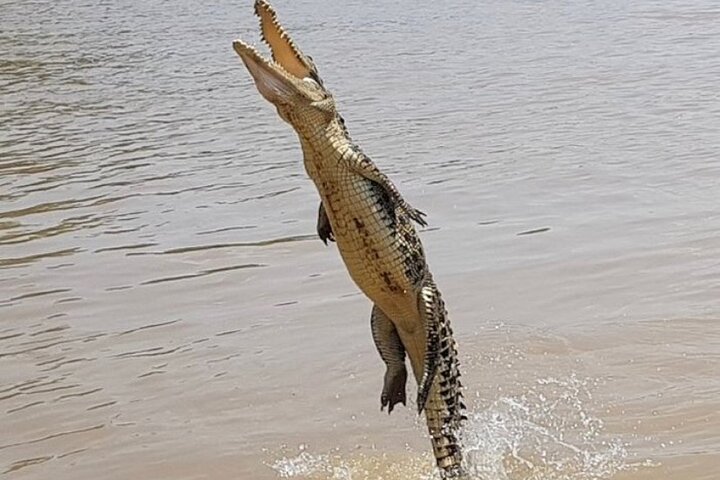 The Croc Bus to the Famous Jumping Crocodile Cruise