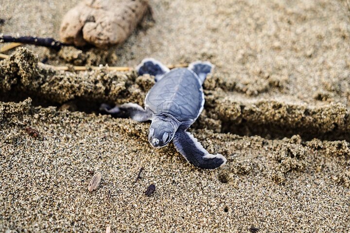 Sukamade Turtle Land Beach (2D1N)