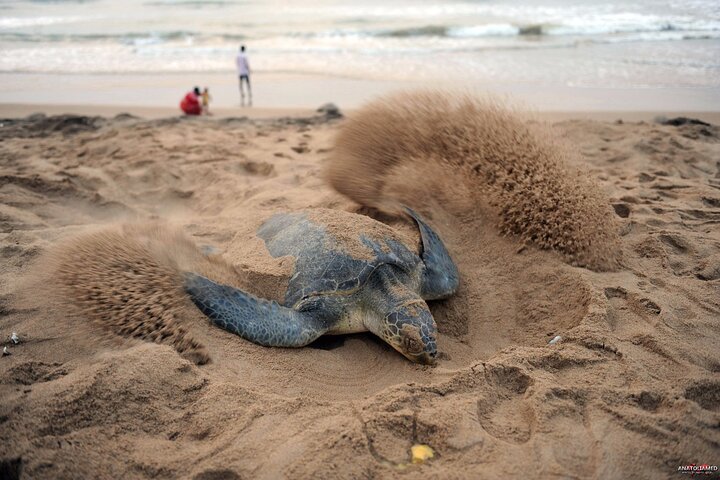 Full Day Turtle Beach Tour With Lake and Mud Baths From Marmaris