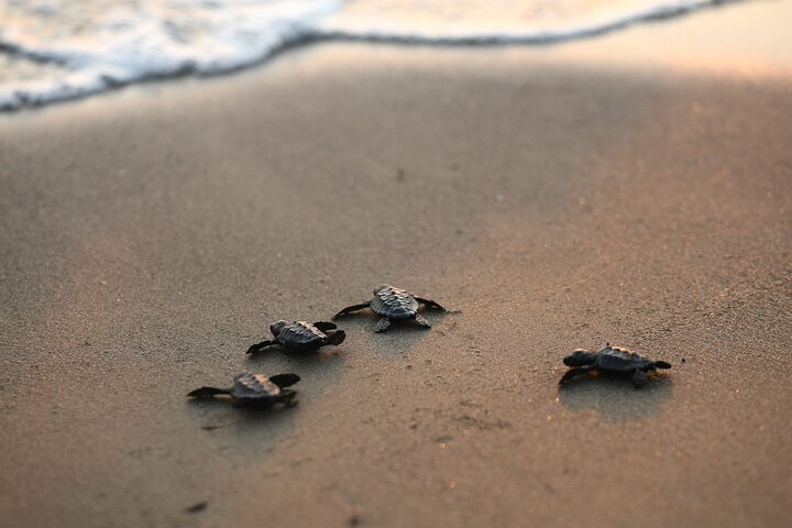Full Day Turtle Beach Tour With Lake and Mud Baths From Marmaris