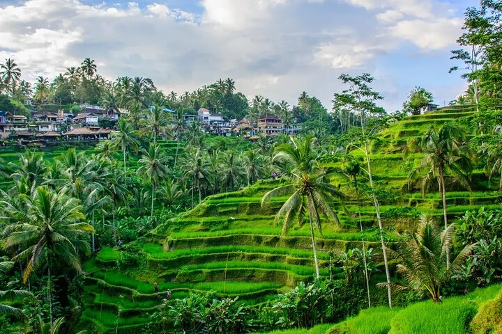 Ubud: Monkey Forest, Jungle Swing, Rice Terrace and Water Temple