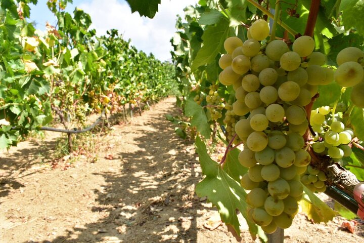 Wine Tasting and Tour in Saint Anna Winery in Naxos