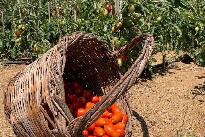 Wine Tasting and Tour in Saint Anna Winery in Naxos