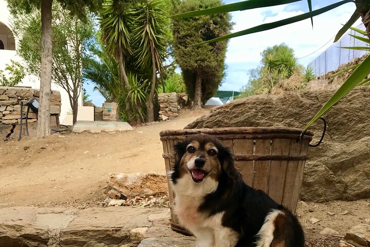 Wine Tasting and Tour in Saint Anna Winery in Naxos