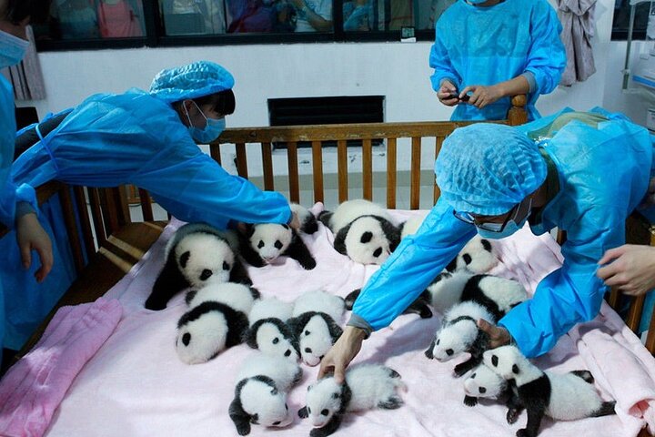 All Inclusive Private Trip to Chengdu Giant Panda Base and Leshan Giant Buddha