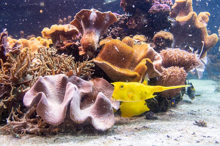 SEA LIFE Timmendorfer Strand Admission Ticket