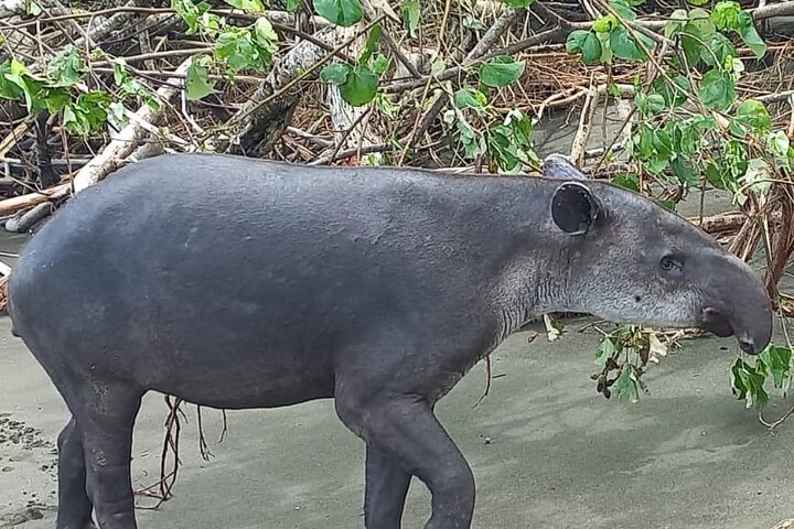 Corcovado National Park, Tour with lunch, San pedrillo.