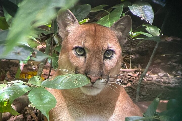 Corcovado National Park, Tour with lunch, San pedrillo.