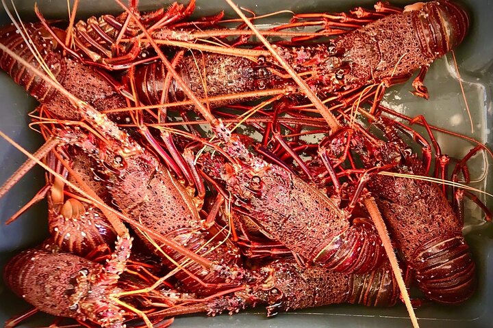 Kalbarri Rock Lobster Tours